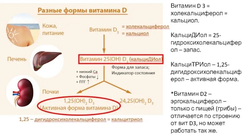 Схема синтеза кальцитриола из витамина д3. Активные формы витамина d3:. Гормональная форма витамина д. 1,25-Дигидрокси-холекальциферол.