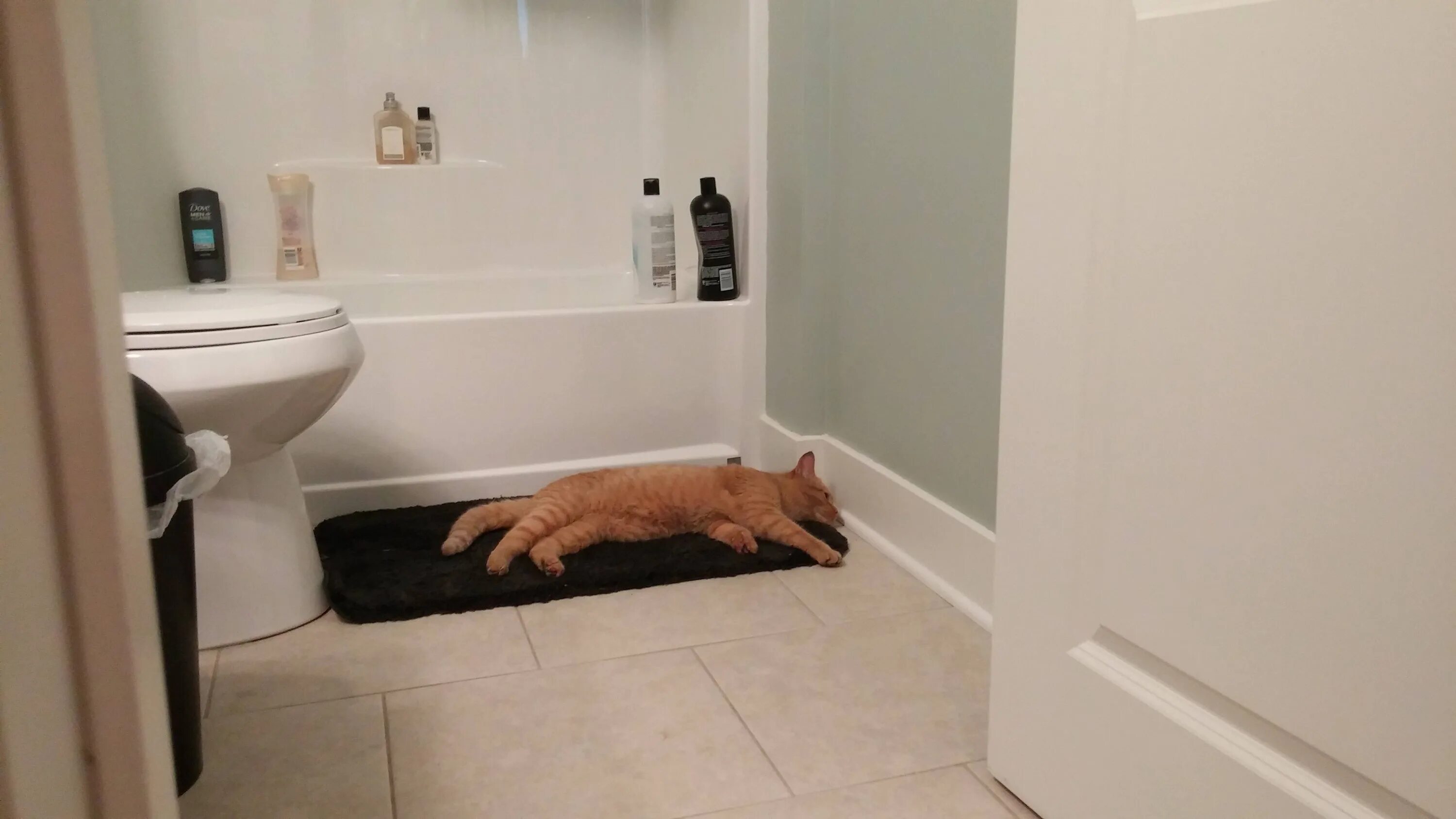 Кот в ванне. Эстетичный котик в ванной. Кот в ванной в углу. Пикчи коты в ванной смешные. Кот в ванне говорит нормально