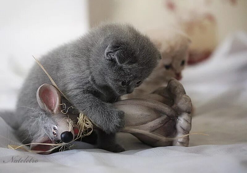 Котенок мышь. Котенок и мышонок. Кошки-мышки. Кошка и мышь. Котик с мышкой.