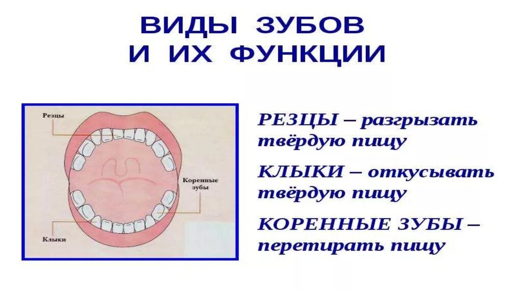 Зубы человека. Виды зубов. Функции зубов. Особенности строения зубов человека. Зубы человека у детей