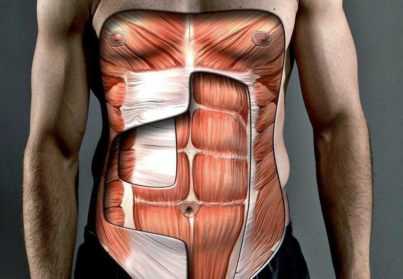 Передняя прямая мышца живота. Мышцы живота. Мышцы пресса анатомия. Брюшной пресс мышцы. Мышцы живота анатомия.