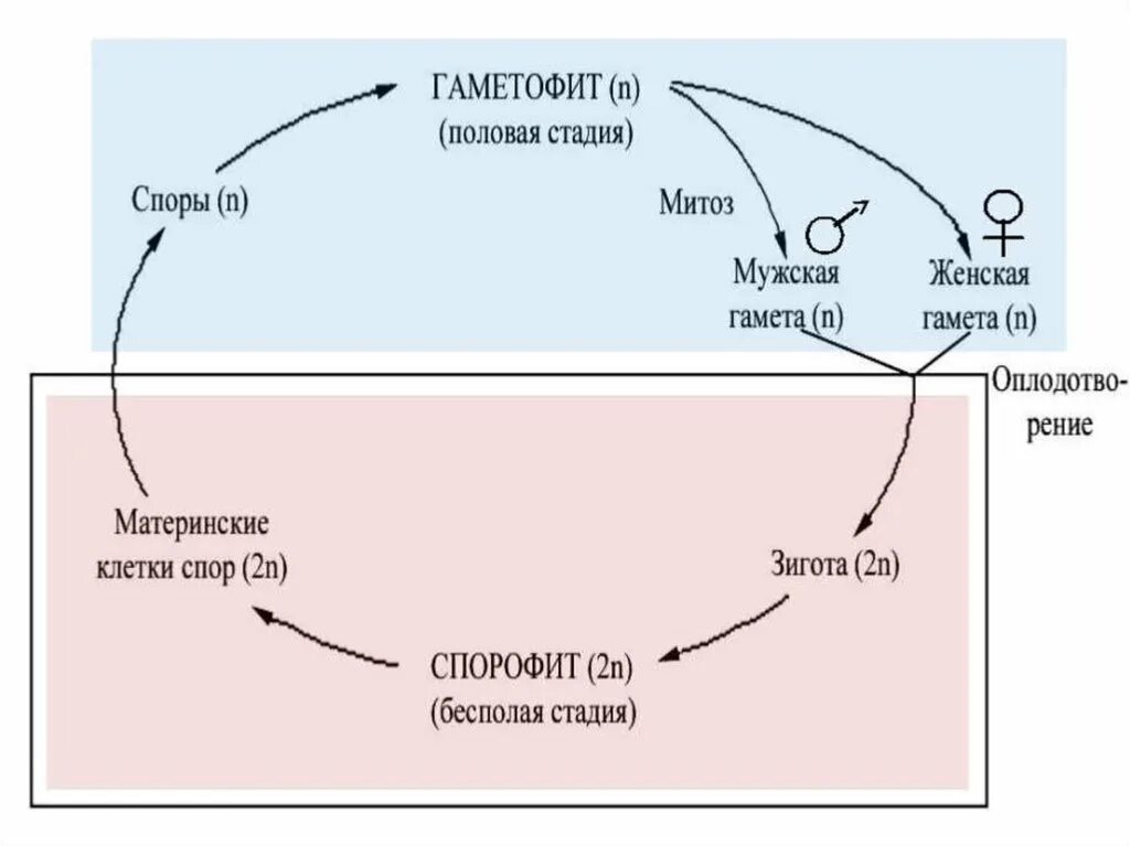 Диплоидная стадия спорофита. Жизненный цикл растений чередование поколений. Схема чередования поколений у растений. Смена поколений у растений схема. Цикл развития спорофита и гаметофита.