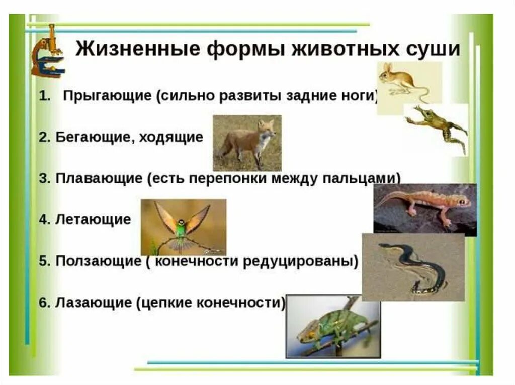 Высшие позвоночные приспособленные к развитию на суше. Жизненные формы животных. Жизненные формы наземных животных. Классификация жизненных форм животных. Способы передвижения животных.