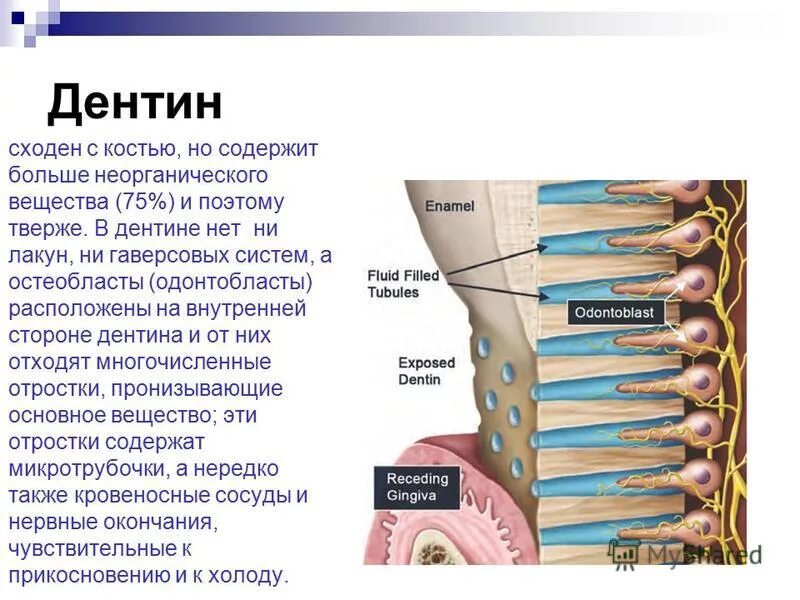 строение зуба пульпа эмаль. наличие дентина. строение зуба эмаль дентин. дентин строение и функции. наличие дентина.