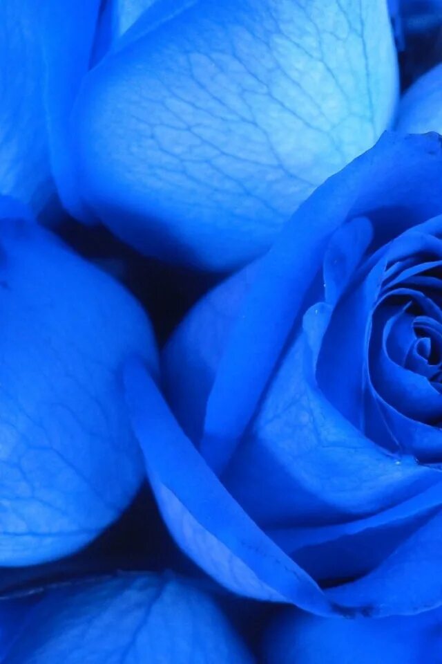 Две синие. Голубая сиалия голубой зяблик. Цифра 2. Красивый голубой фон. Цифры синие.