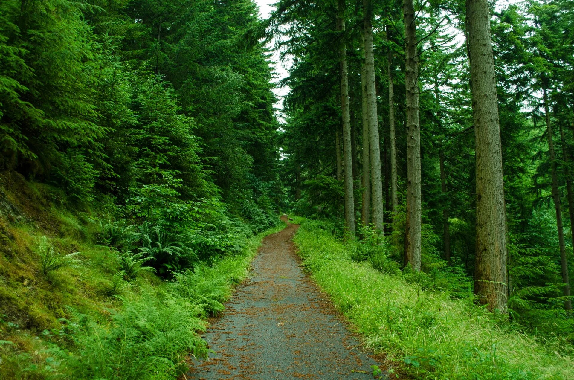 Path thread