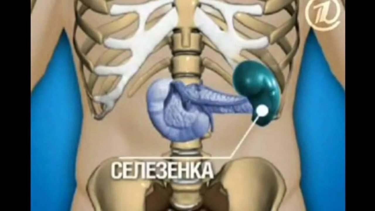 Расположение селезенки. Органы человека селезенка. Селезенка расположение в организме. Расположение селезенки у человека. Как болит селезенка в левом боку