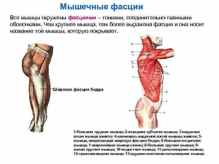 Собственная фасция бедра. Фасции и сухожилия. Мышца напрягающая широкую фасцию бедра. Поверхностная и глубокая фасция. Мышцы и фасции туловища.