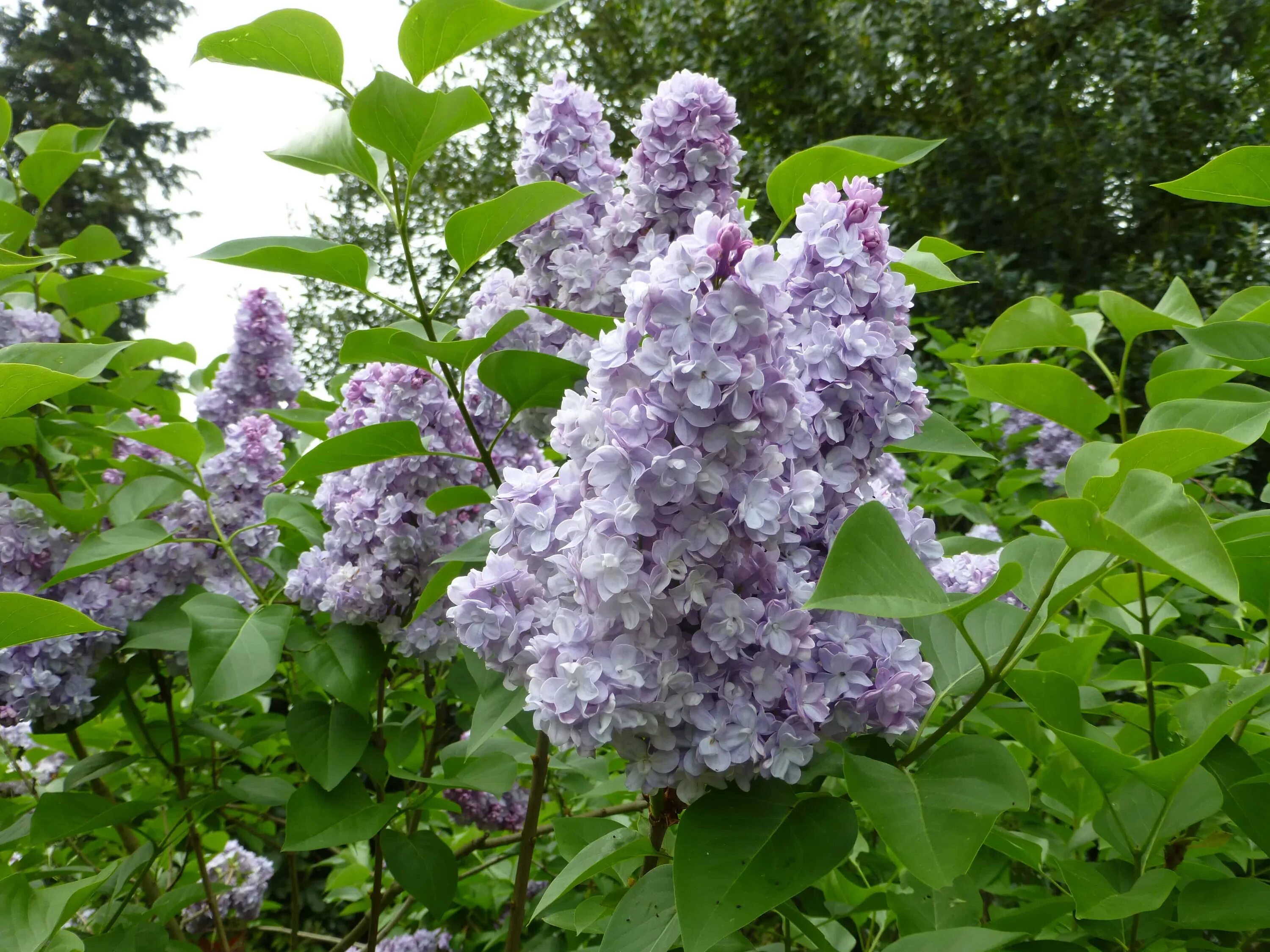 Сирень обыкновенная -Syrínga vulgáris. Сирень Syringa vulgaris. Сирень обыкновенная (Syringa vulgaris). Сирень Жюль Симон. Сирень особенности