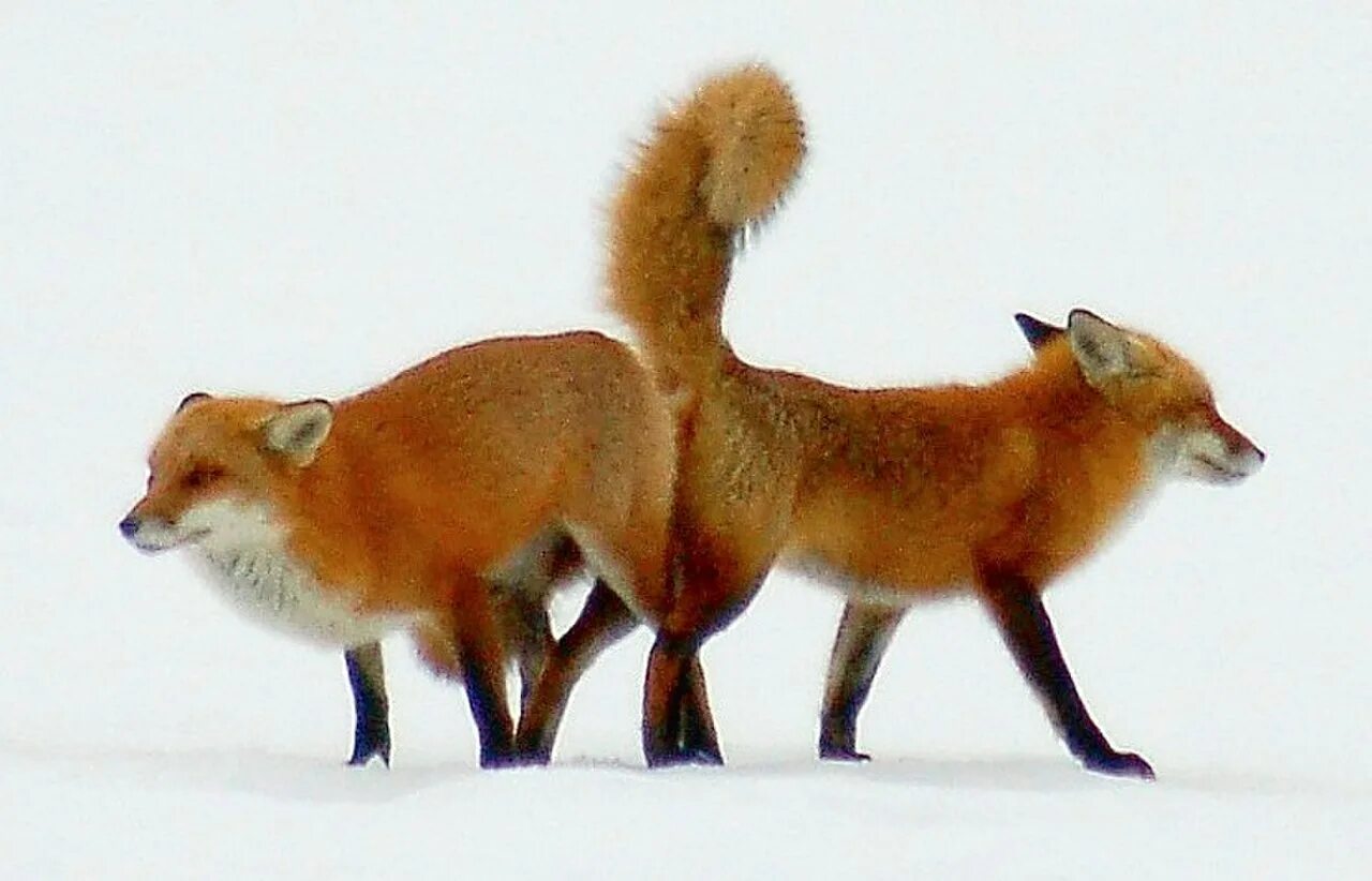 Брачный период лисов. Лисы спариваются. Лисички спариваются. Размножение лисиц. Лиса самка и самец.