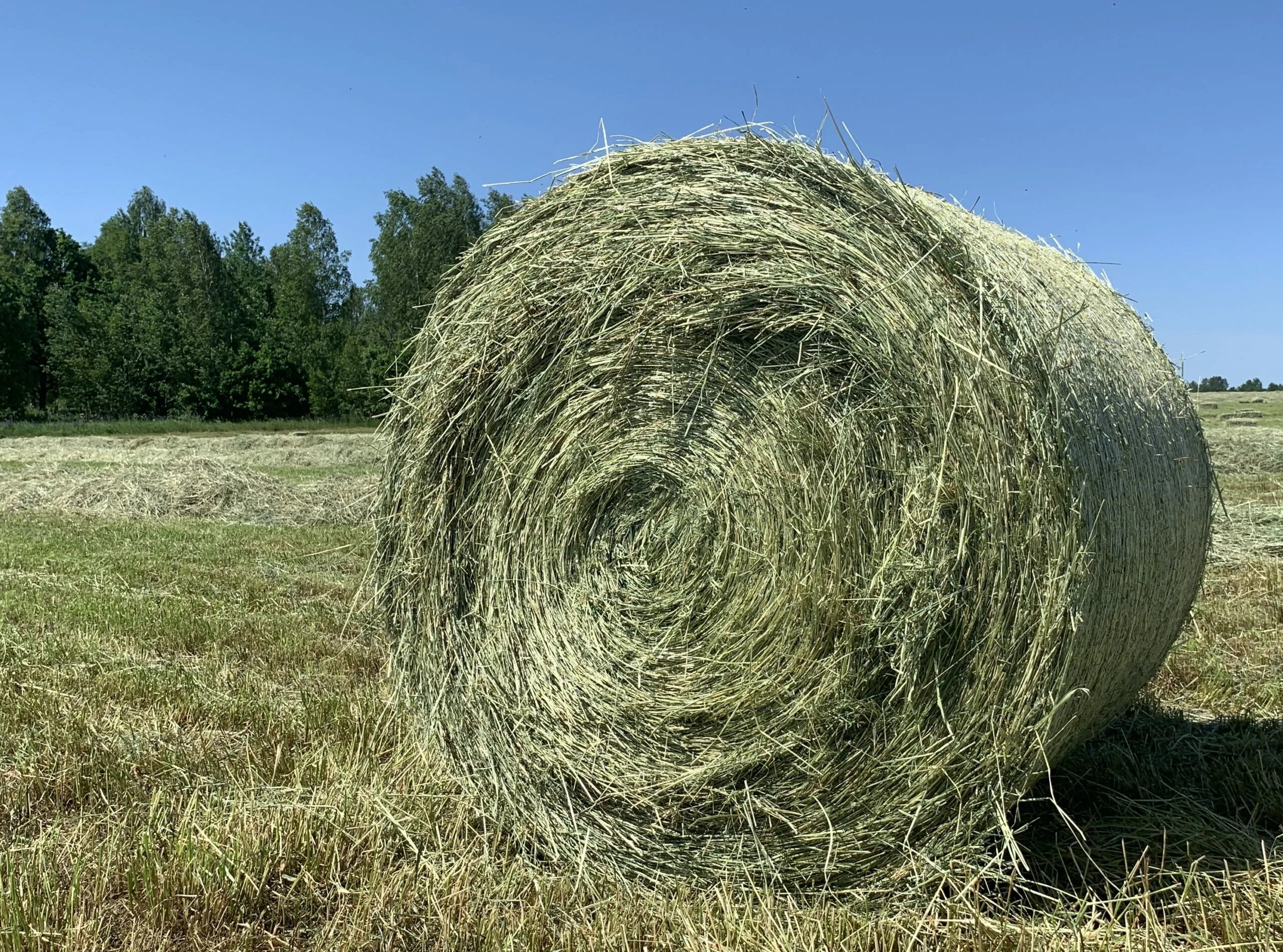 Сене бобовых