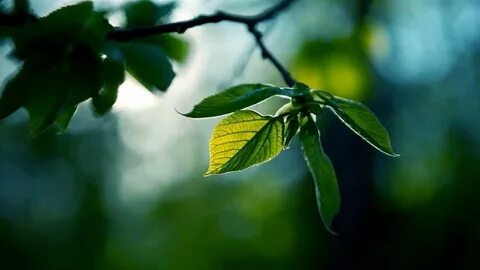 Green leaf перевод