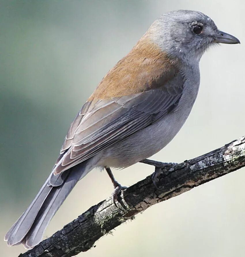 Коричневой серая птичка. Серый Дрозд (Grey Catbird). Серо коричневая птица. Серая птица Подмосковья. Светло серая птица.