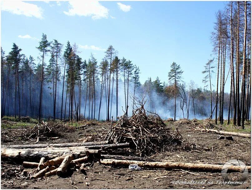 Деляна после вырубки. Лесная деляна. После рубки. Последствия вырубки лесов. После рубки.