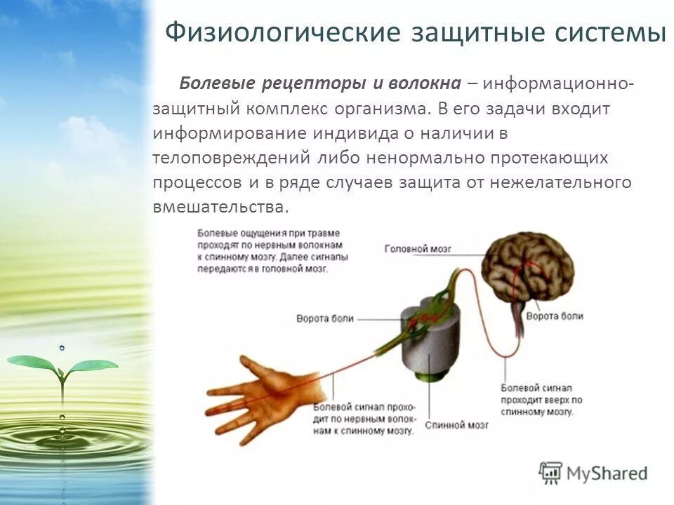 Защитные реакции мозга. Защитные механизмы организма человека. Механизмы защиты в организме человека. Физиологические системы защиты организма. Защитные функции организма человека.