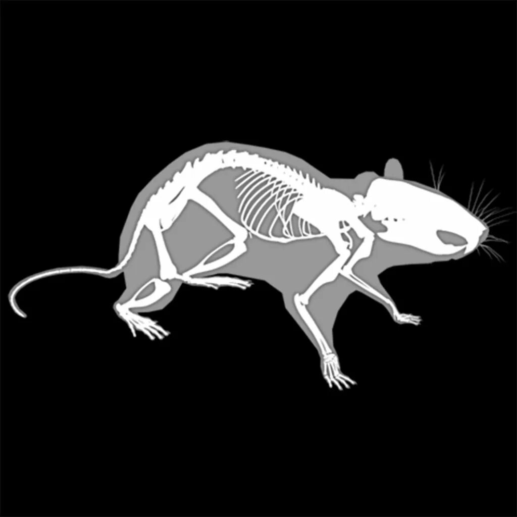 Rat hacking
