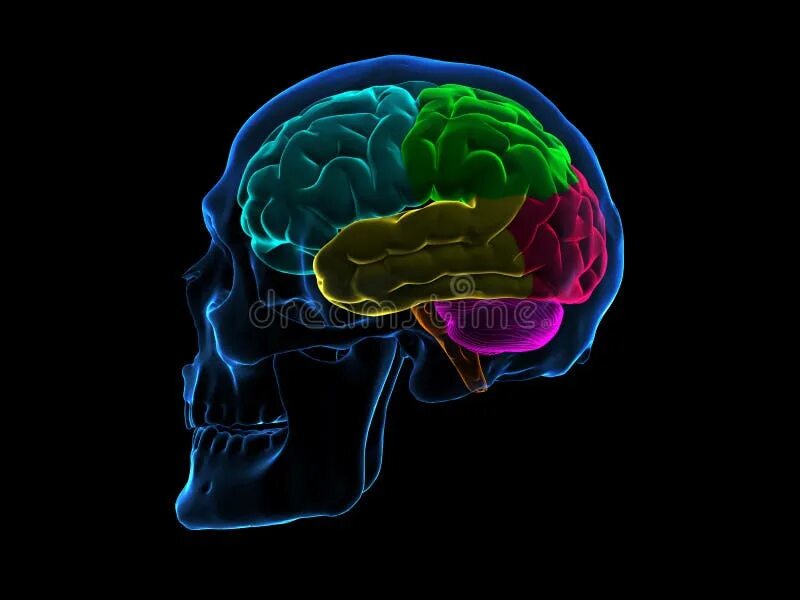 Снимок черепа с сотрясением головного мозга. Головной мозг человека в черепе. Мозг со всех сторон. Мозги без черепа