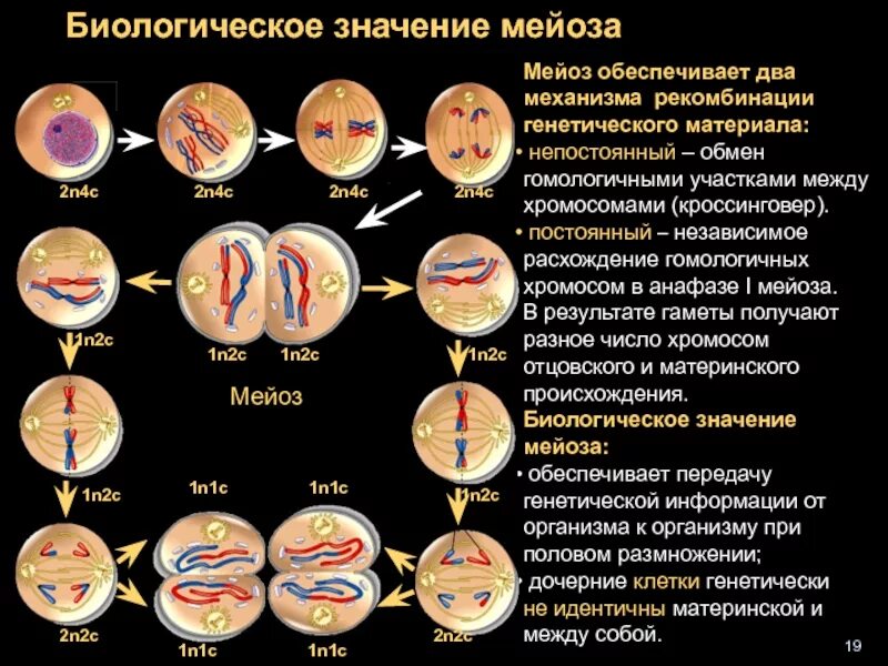 В ходе мейоза образуется. Мейоз 2 фазы. Мейоз биология стадии. Фазы мейоза 1 и 2. Мейоз 1 редукционное.