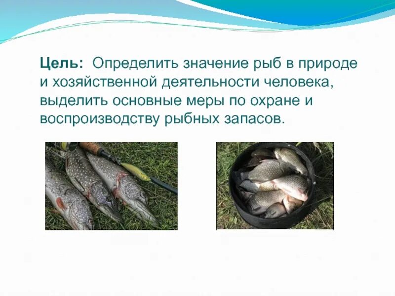 Какое значение рыб. Рыбы в природе и жизни человека. роль рыб в природе и жизни человека. значение рыб в природе кратко. презентация значение рыб.