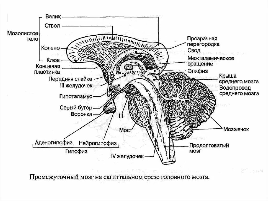 Промежуточный мозг Сагиттальный срез. Промежуточный мозг анатомия строение. Промежуточный мозг внешнее строение. Головной мозг строение промежуточный.