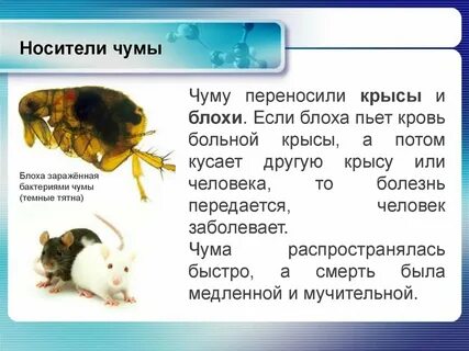 Является ли переносчиком