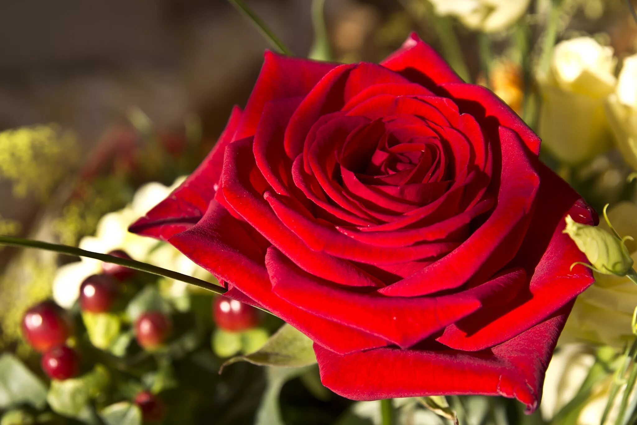 Красно алые розы. Красивый букет красных роз. Цветы розы красные. Красные розы. Лучшие алые розы.