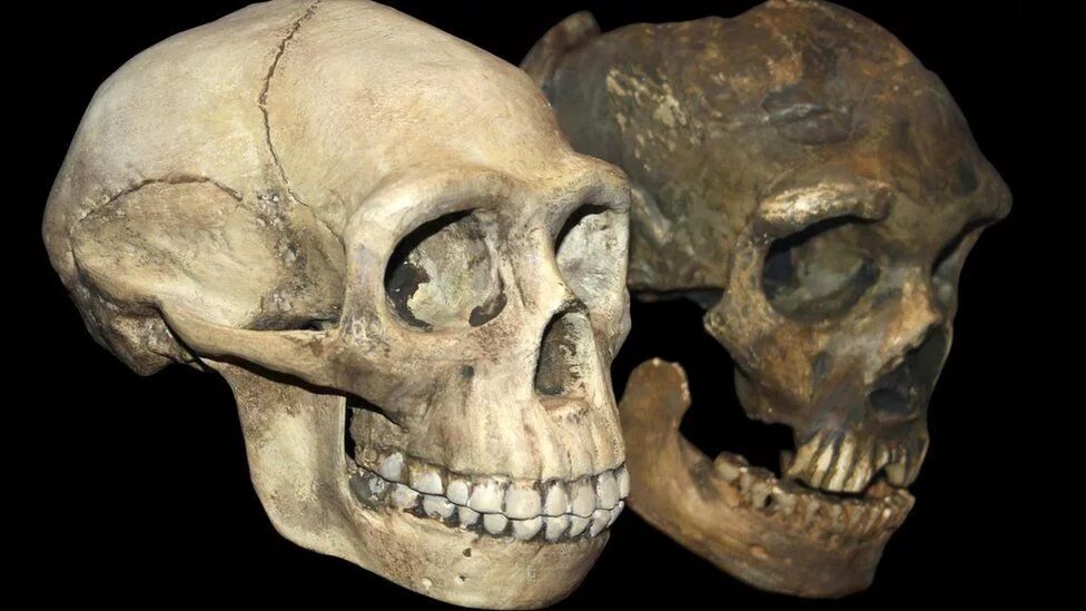 Череп неандертальца. Неандерталец (homo neanderthalensis) череп. хомо сапиенс первый череп. неандертальский скелет.