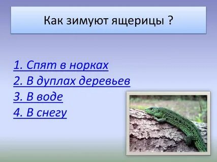 Когда ящерицы впадают в спячку
