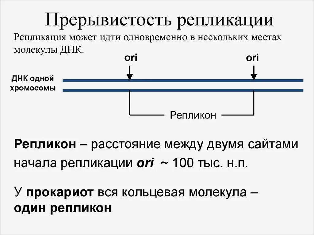 Начала репликации. Прерывистость репликации. прерывистость репликации днк. принципы репликации днк прерывистость. прерывистость при репликации днк.