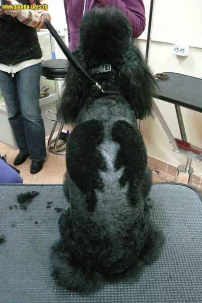 Мужские стрижки. Прически барбершоп. Барбершоп «barber corner». Прически барбершоп мужские. Пудель в парикмахерской.