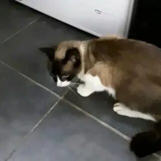 Кошка минут