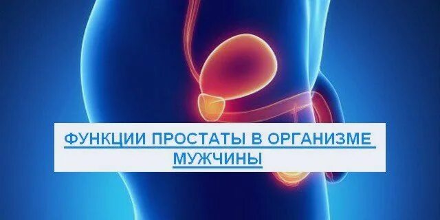 Функции простаты. Функции простаты в организме мужчины. роль простаты в мужском организме. функция предстательной железы у мужчин.