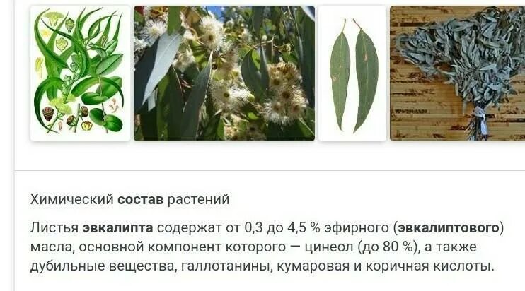 Эвкалипт польза листьев. Лечебные растения эвкалипт. эвкалипт лист. эвкалипт характеристика.