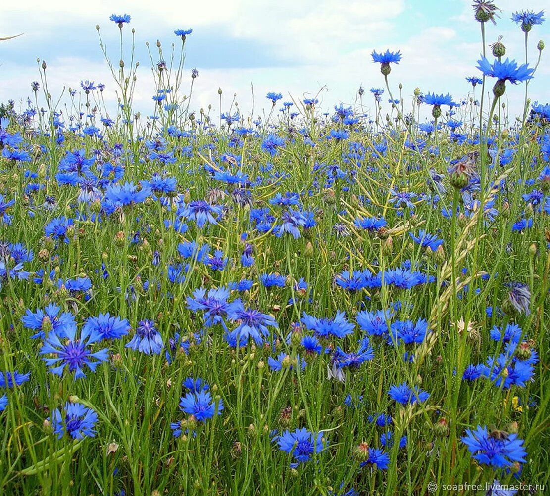 Синий цветок на лугу. Василек синий (Centaurea cyanus). Василек синий (Centauréa cyánus). Василек синий ГФ. Анхуза (плазма) капля росы.