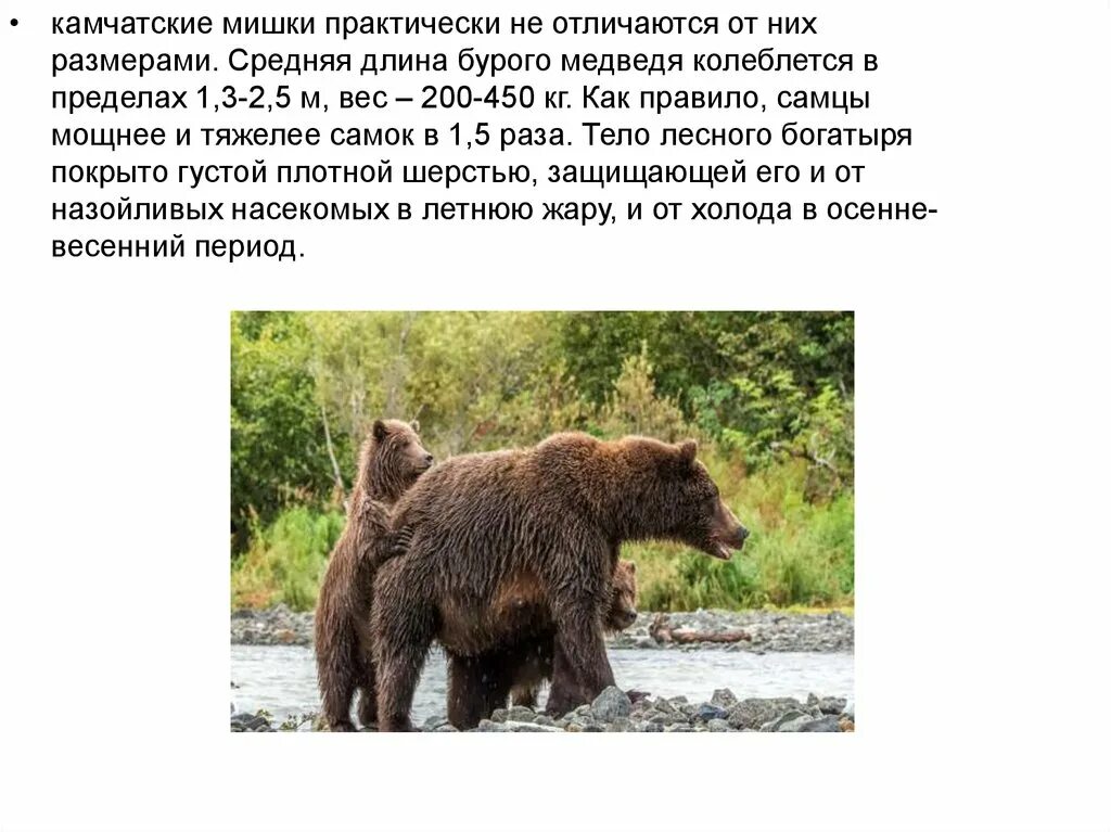 Вес бурого медведя взрослого. Длина тела бурого медведя. Бурый медведь вес. Какая длина бурого медведя. Какая длина бурого медведя.