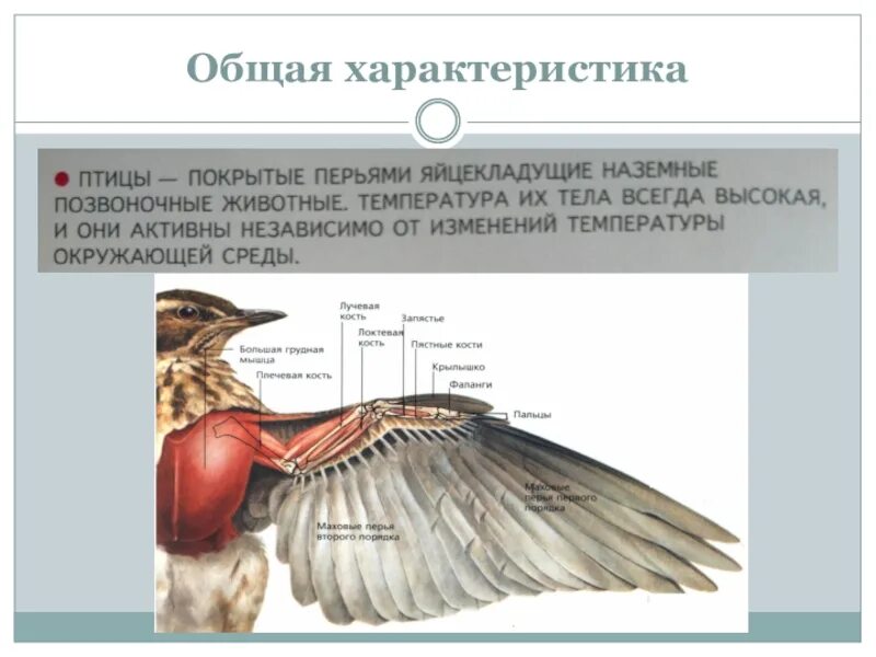 Класс птиц 7 класс конспект. Общая характеристика класса птиц 7 класс. общая характеристика птиц биология. характеристика класса птицы 7 класс. общая характеристика птиц 7 класс биология.