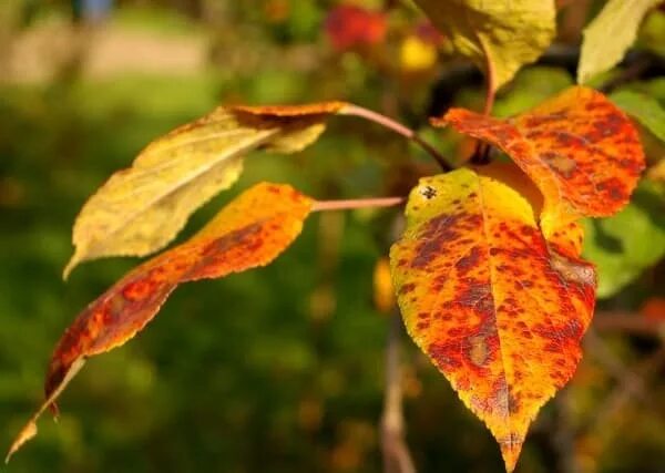 Почему краснеет дерево. Желтеют листья у груши. Желтеют листья на яблоне. Осенние листья яблони. Желтые листья яблони.