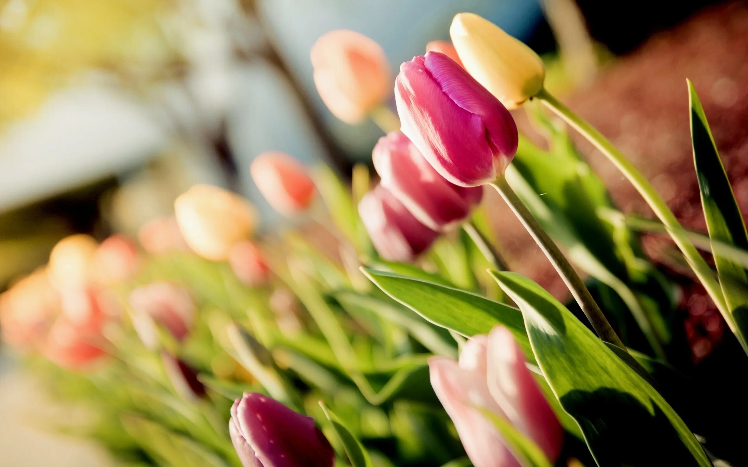Тюльпаны стильные картинки. Тюльпан Саманта. Тюльпан Изуми. Samantha тюльпан. Весенние цветы тюльпаны.