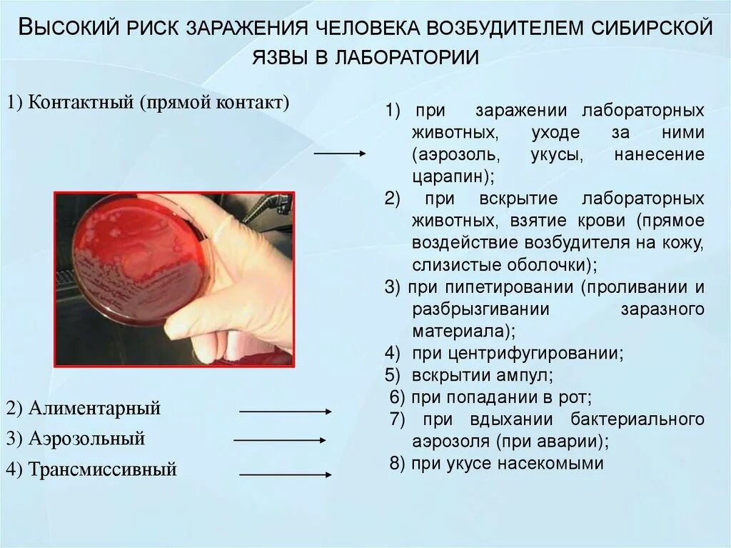 Микробиологическая диагностика сибирской язвы. Бактериологический метод сибирской язвы. Сибирская язва материал для исследования. Результат бактериологического исследования сибирской язвы. Как передается язва