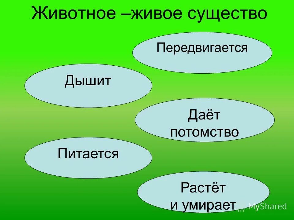 Все что окружает живое существо. Животные живые существа. Животное живое существо схема. Окружающий мир живые существа. Животные живые существа организмы.