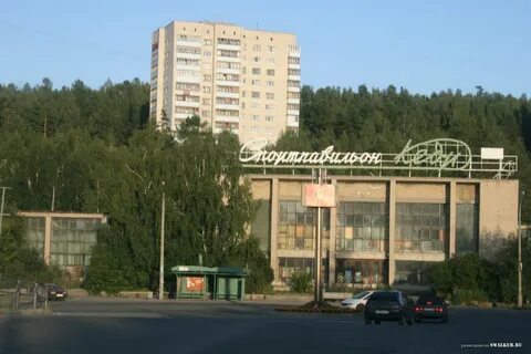 Кедр новоуральск