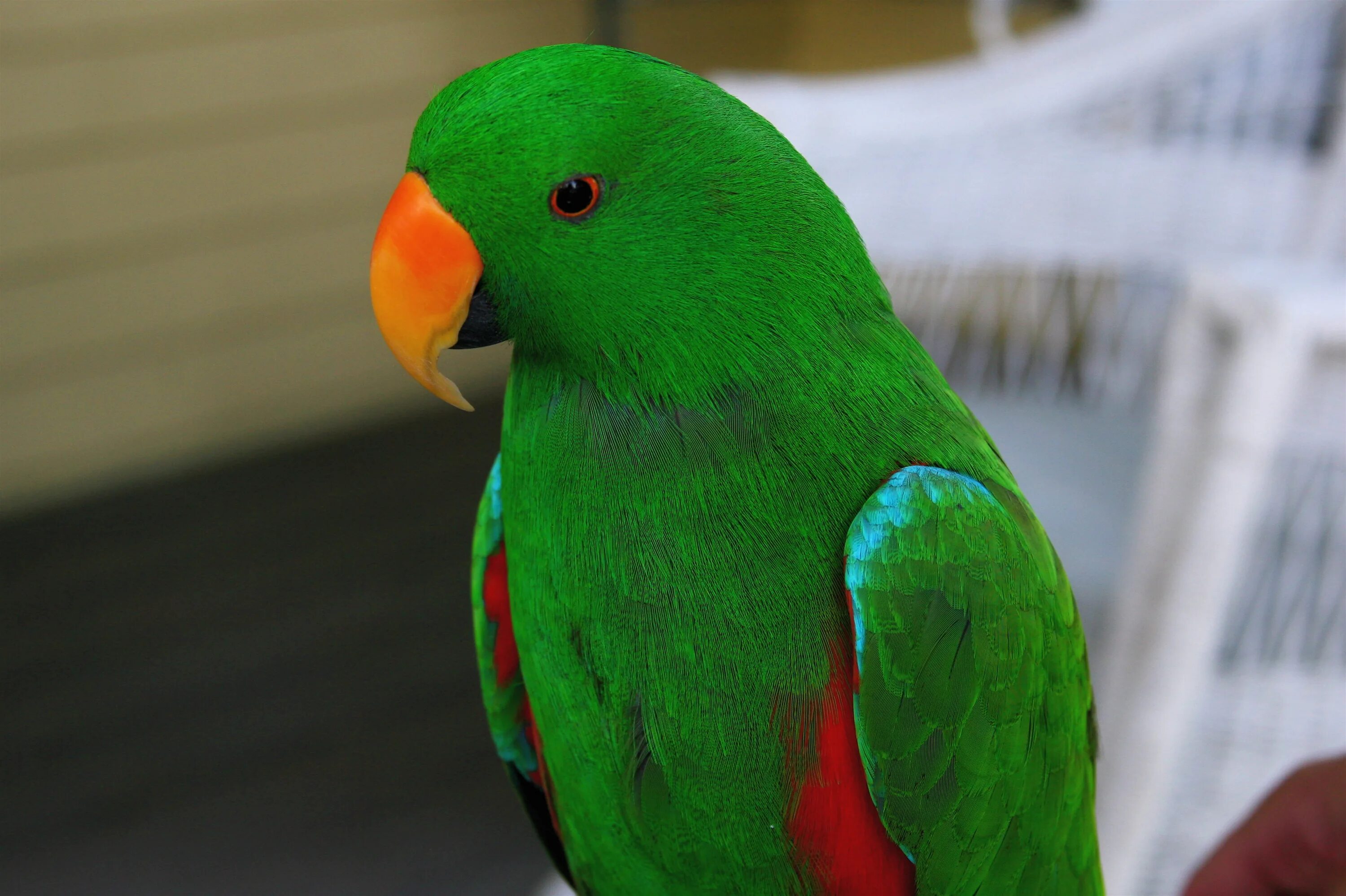 Эклектус. Попугай жако зеленый. Эклектус самец. Эклектус попугай мутация.