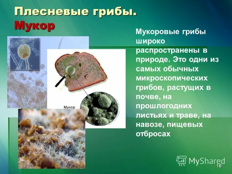 Примеры плесневелых грибов. Плесневые грибы. Плесневелые грибы. Плесневые грибы сообщение. Многообразие плесневых грибов.