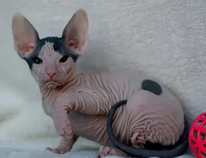 Котята сфинкса в месяц