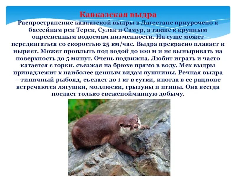 Животные кавказа сообщение. Животные кавказа сообщение. Кавказский зубр красная книга краснодарского края. Кавказский зубр описание. Кавказская выдра красная книга.