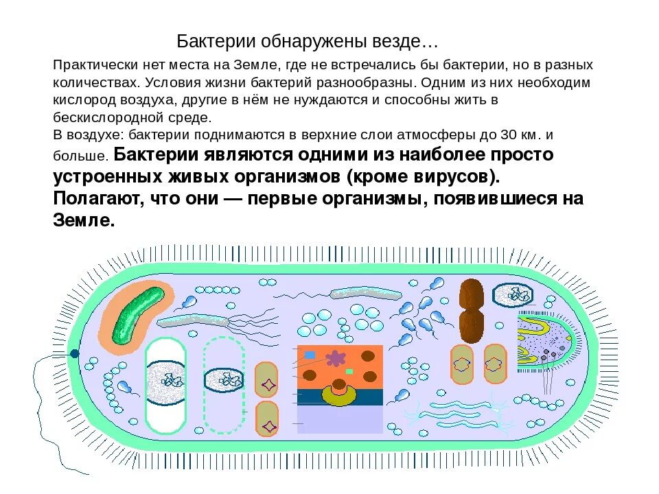 Среди бактерий встречаются. Условия жизни бактерий. Где встречаются бактерии. Где живут бактерии. Где живут бактерии бактерии.