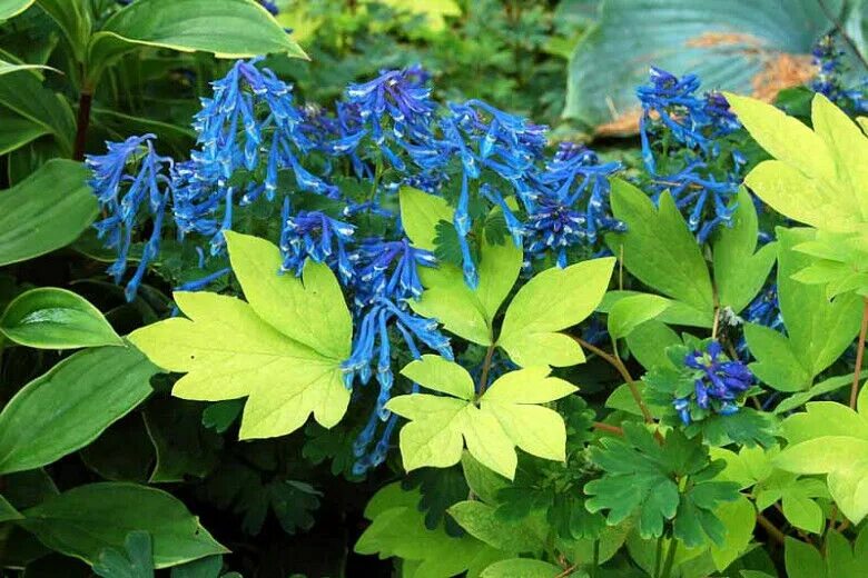 Садовый цветок синий. Хохлатка (Corydalis). Хохлатка Блю. Хохлатка Элата. Хохлатка Крайтон Блю.