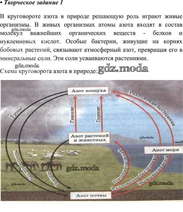 Какую роль в круговороте азота. Круговорот азота в природе химия 9 класс. круговорот азота схема 9 класс биология. схема круговорота азота в природе биология. схема круговорота азота в природе химия 9 класс.