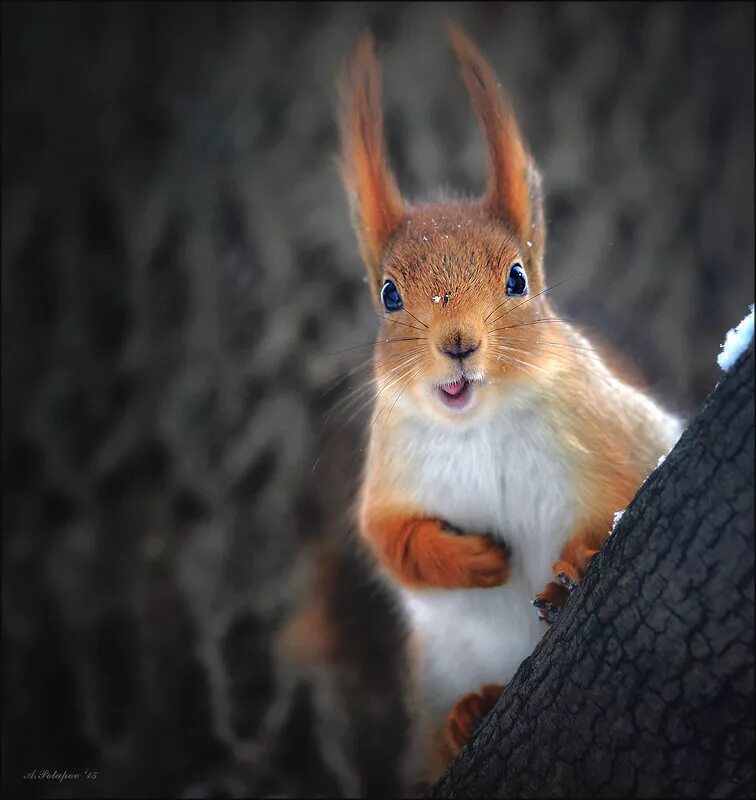 фф застенчивый бельчонок автор han leena. обложка книги бельчонок робин скок или рыжий храбрец. фф застенчивый бельчонок автор han leena. фф застенчивый бельчонок автор han leena. книжка про бельчонка.