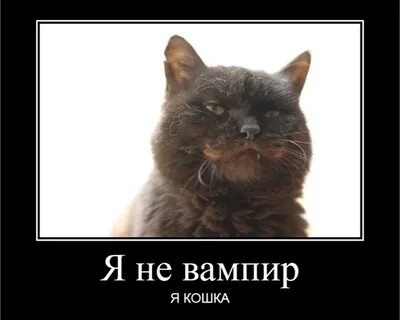 Выпусти кота